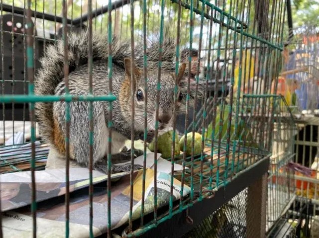 Los ejemplares fueron abandonados en el tianguis.