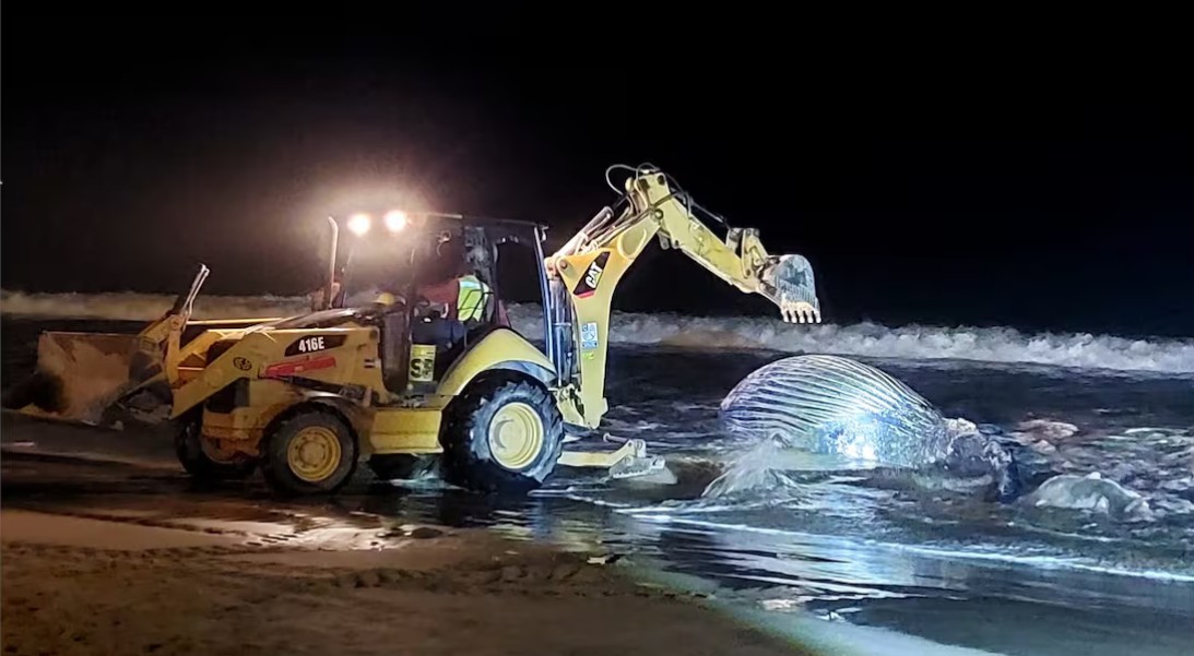 Acusan negligencia en la muerte de ballena enmallada en Mazatlán.