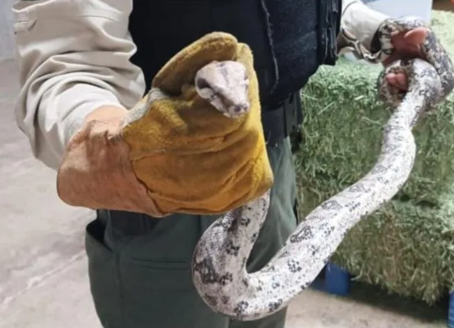 Boa constrictor de 1.5 metros de longitud deambulaba por la colonia La Penal.