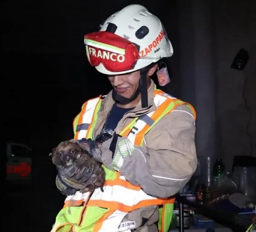 Bomberos rescatan a cachorro de coladera en Zapopan.