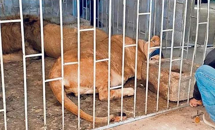 Los 2 leones presentaban señales de desnutrición.