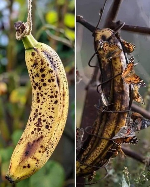 Recicla plátanois maduros.