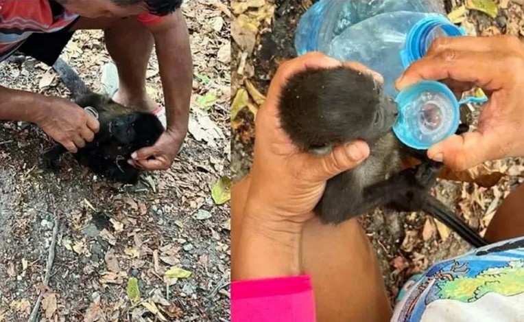 Monos saraguatos mueren por altas temperaturas.