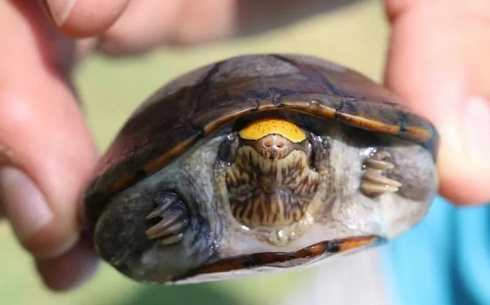 La tortuga casquito Vallarta es la ms pequea del mundo y es endmica del ro Ameca.